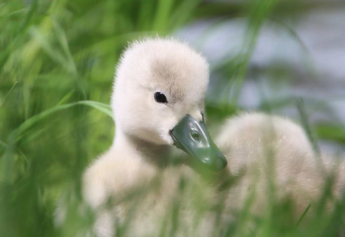 Schwanenjunges