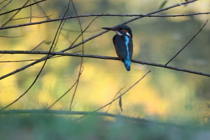 Eisvogel