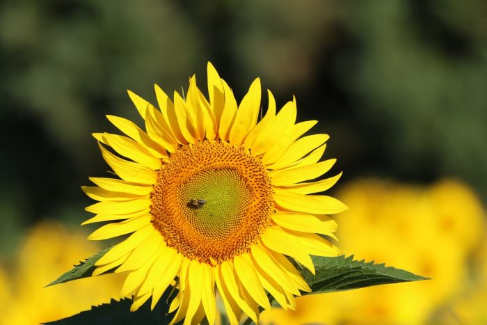 Sonnenblume