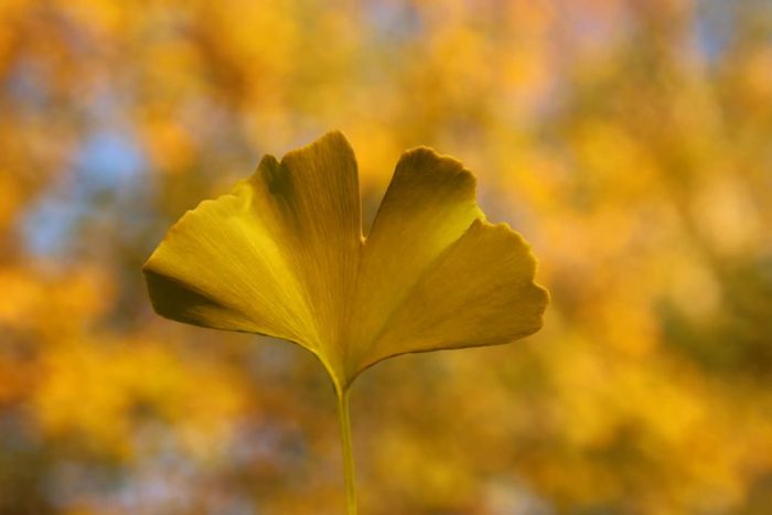 Ginkgo