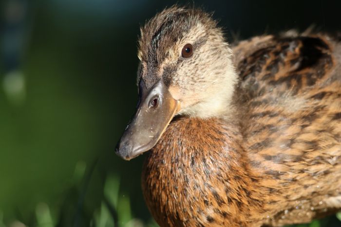 Ente