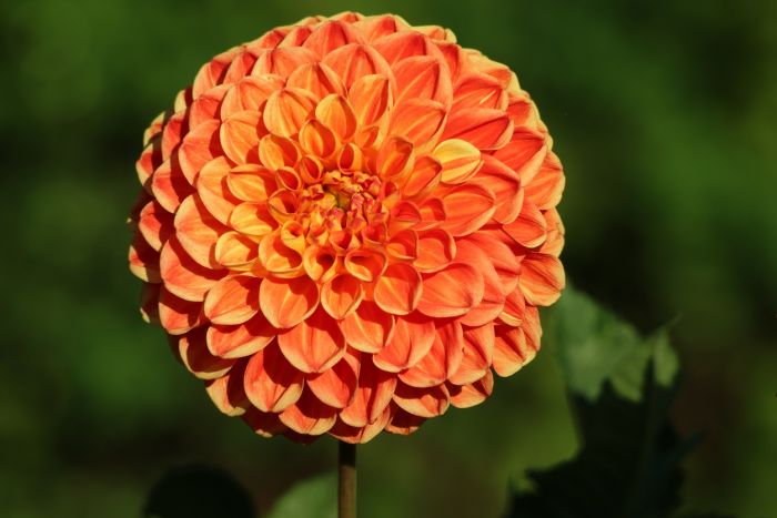 Dahlie