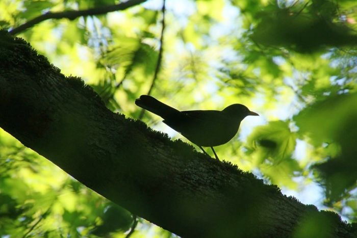 Amsel