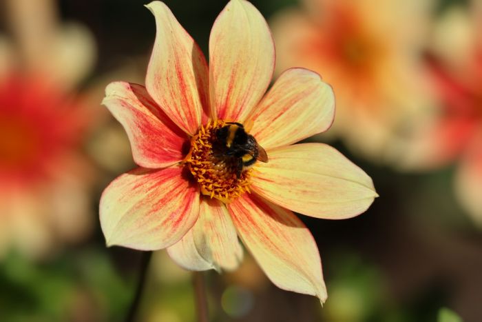 Hummel