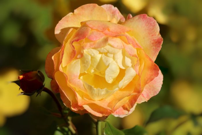 Rose
