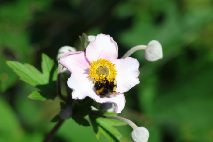 Hummel