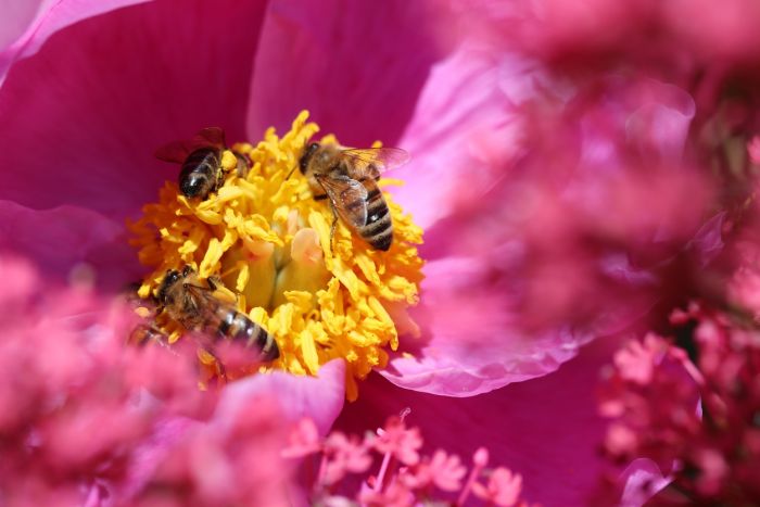 Bienen