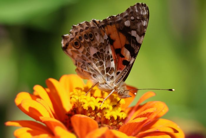 Schmetterling