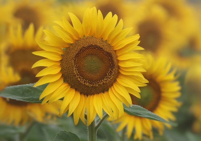 Sonnenblume