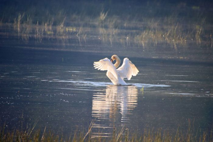 Schwan Schwan