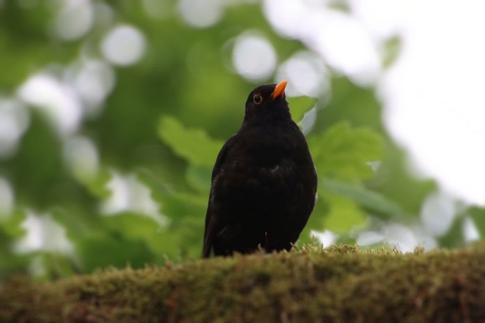 Amsel