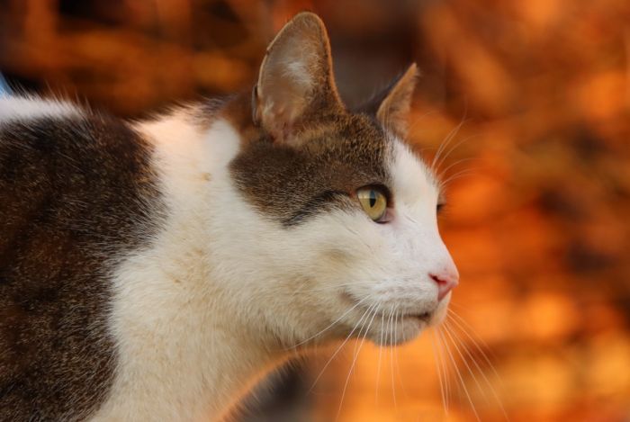 Katze beim Spaziergang ,lies sich auch streicheln