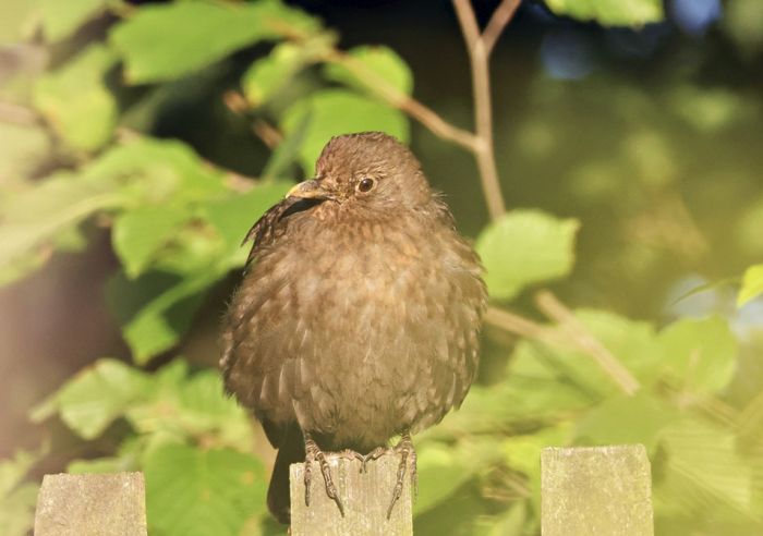 Amsel