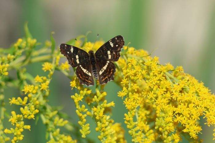 Schmetterling