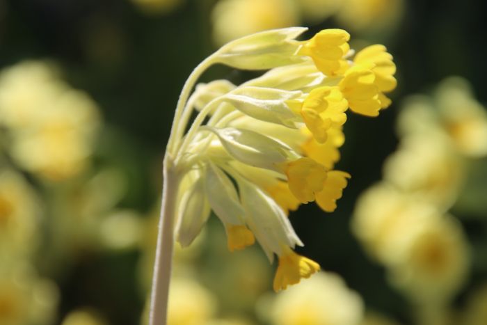Schlüsselblume