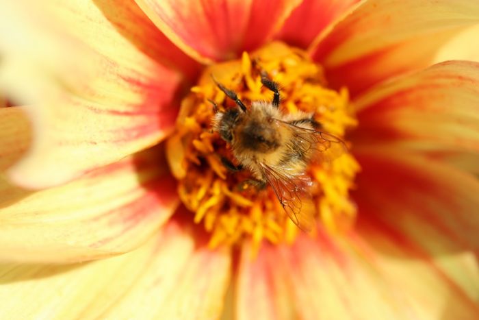 Hummel