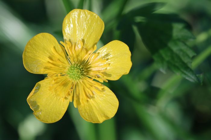 Butterblume