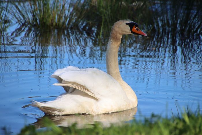 Schwan