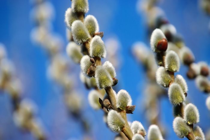 Weidenkätzchen Weidenkätzchen