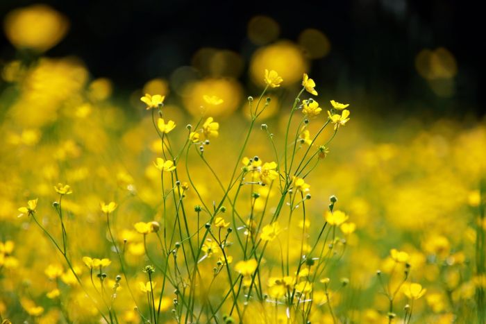 Butterblumen
