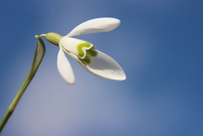 Schneeglöckchen