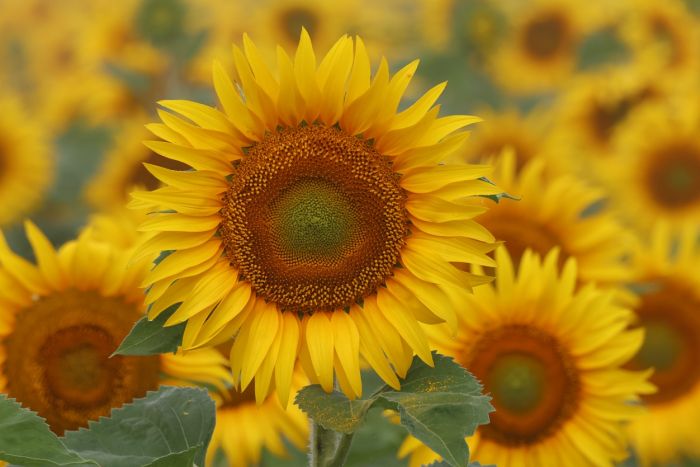 Sonnenblume