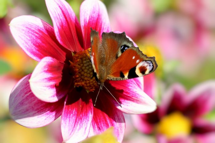 Schmetterling