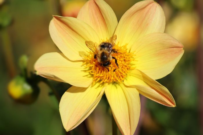 Hummel