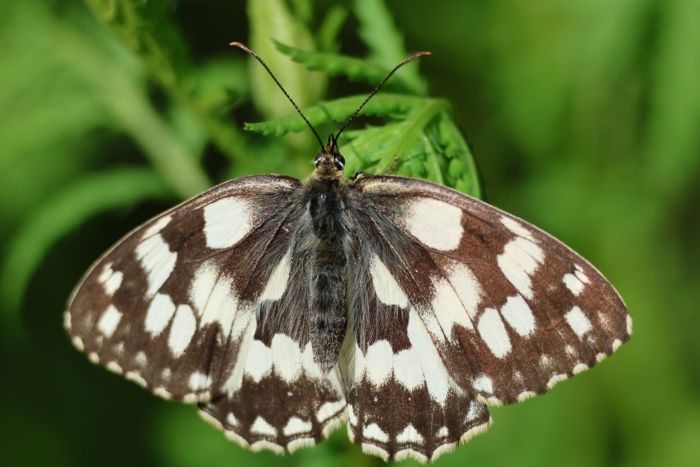 Schmetterling