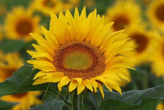 Sonnenblume