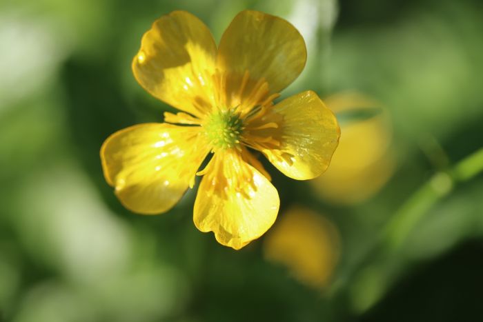 Butterblume