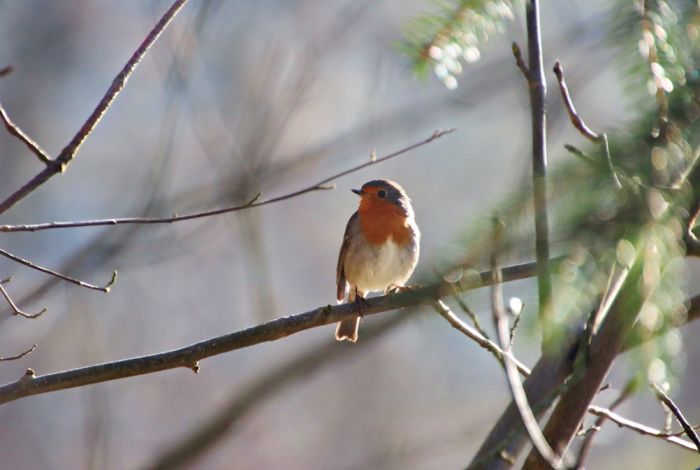 Rotkehlchen Rotkehlchen