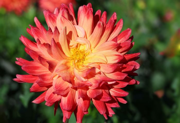 Dahlie