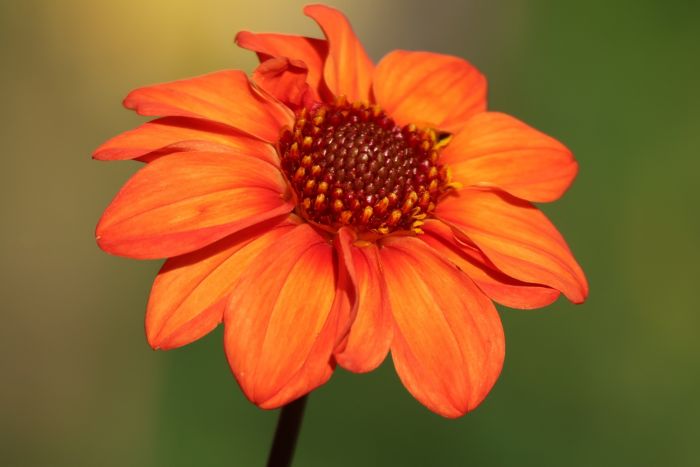 Dahlie