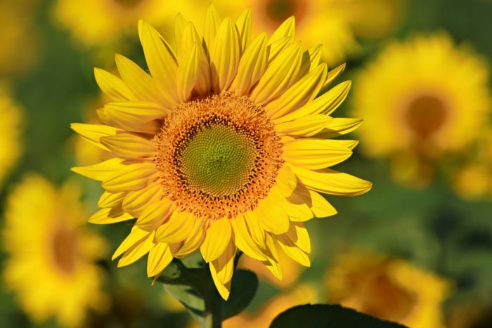 Sonnenblume Sonnenblume