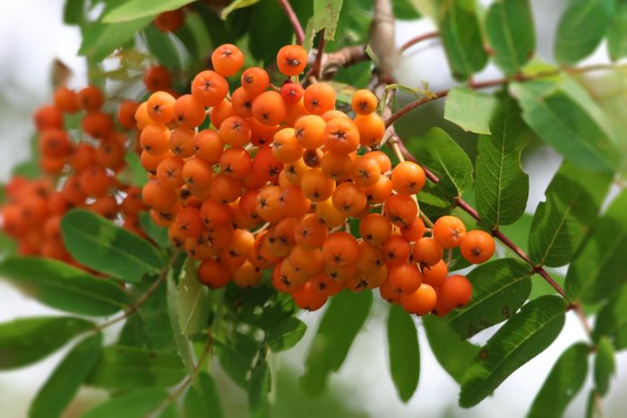 Beeren
