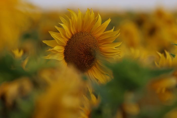 Sonnenblume