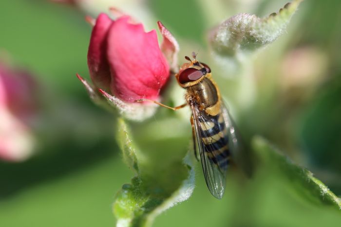 Knospe und  Schwebfliege