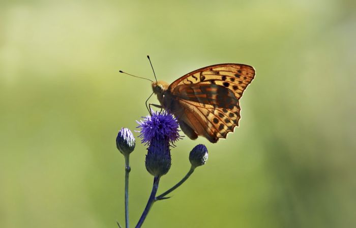 Schmetterling
