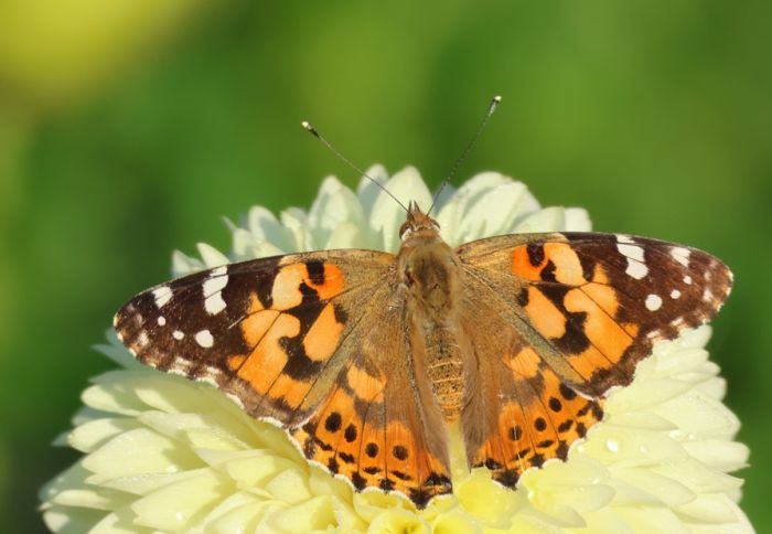 Schmetterling