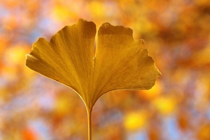 Ginkgo