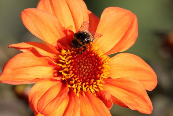 Hummel