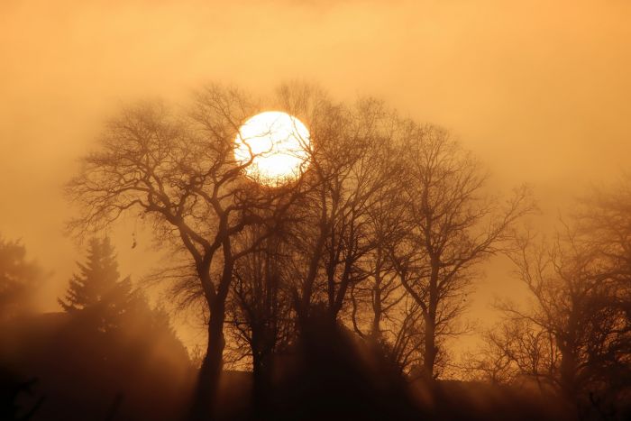 Bäume bei Sonnenaufgang
