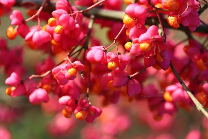 Herbstnahrung  für Tiere,Pfaffenhut