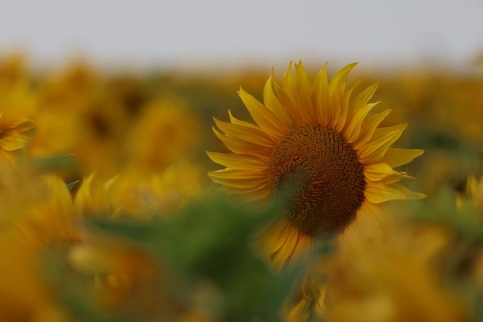 Sonnenblume