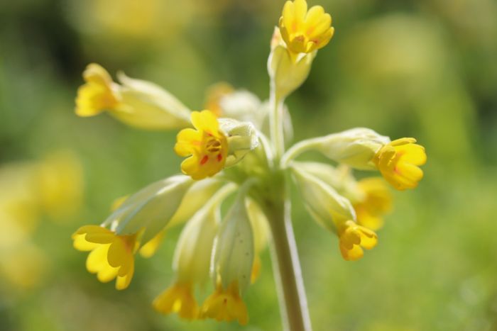 Schlüsselblume