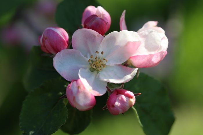 Apfelblüten