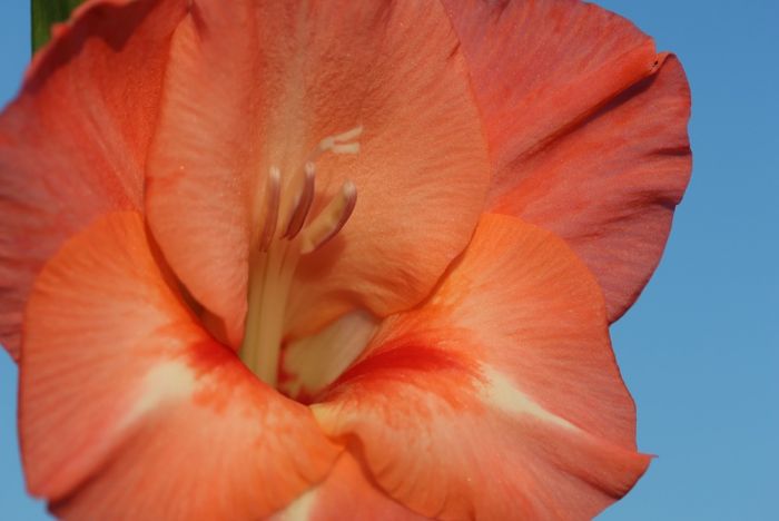 Blüte