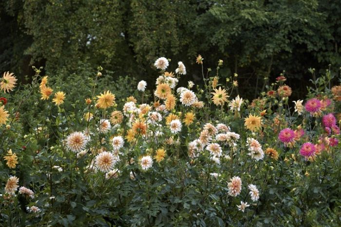 Dahlien