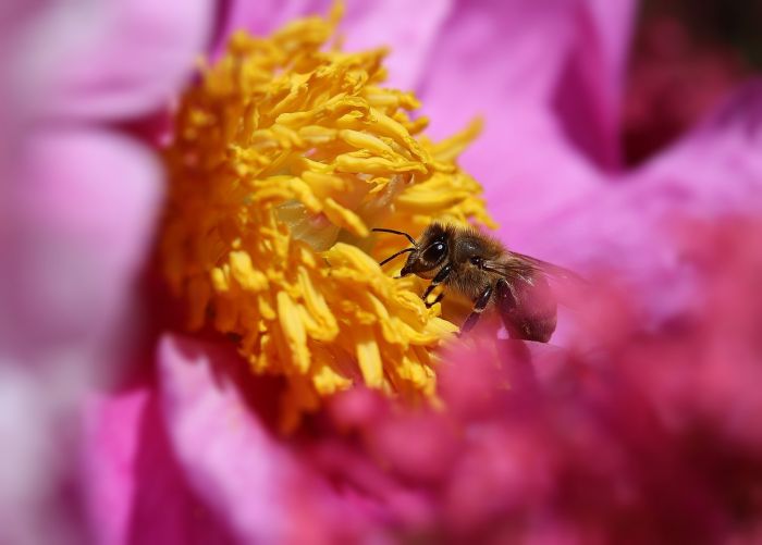 Biene und Pfingstrose